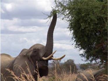 Internet in Rukwa - Swiftsat Satellite ISP