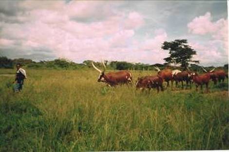 Internet in Kisozi - Swiftsat Satellite ISP